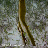 Juvenile Batfish